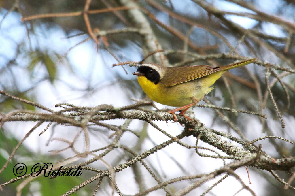 Common Yellowthroat male