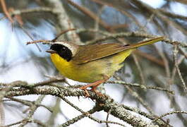 Common Yellowthroat