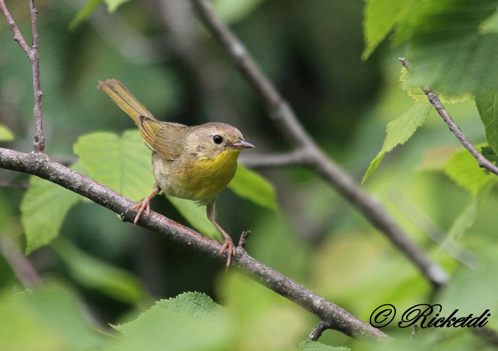 Common Yellowthroat female