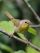 Common Yellowthroat