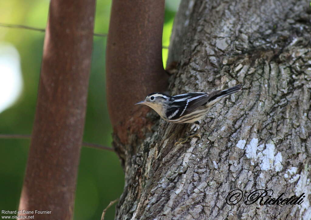 Black-and-white Warbler female, habitat, camouflage, pigmentation