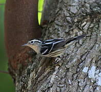 Black-and-white Warbler