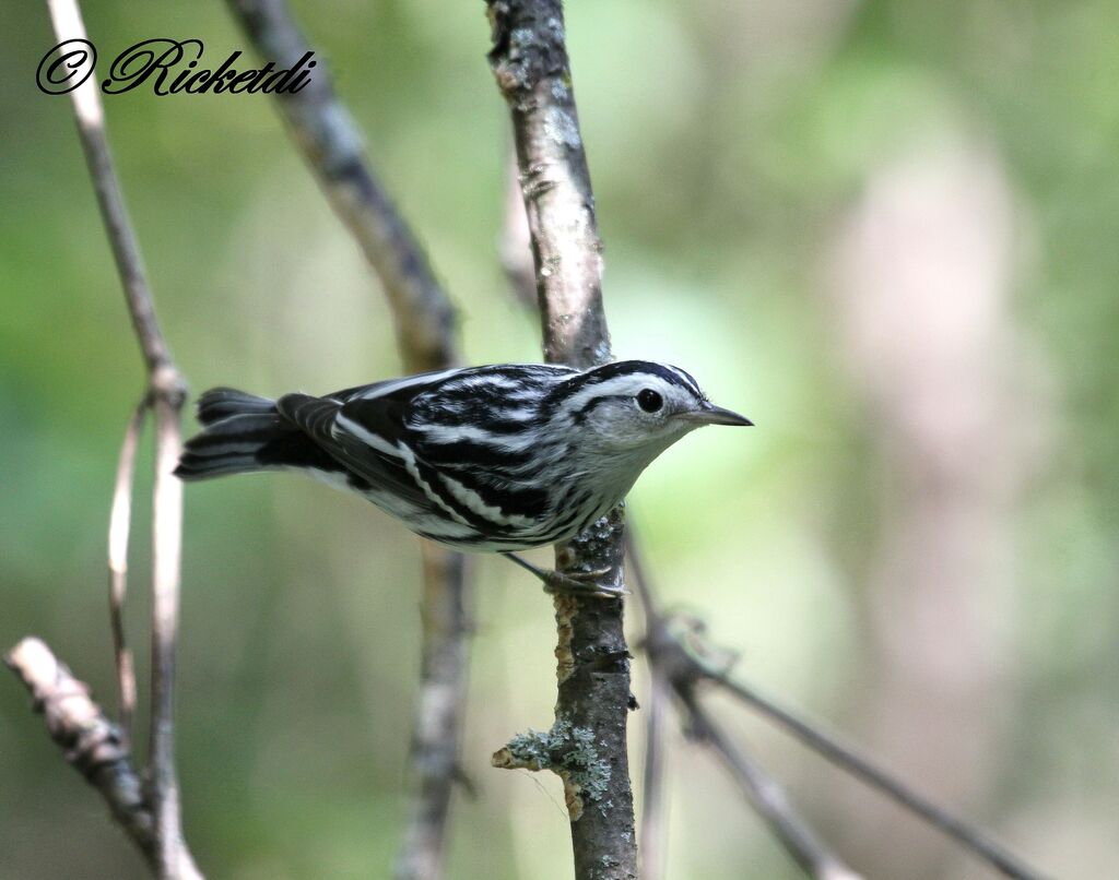 Black-and-white Warbler female