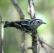 Black-and-white Warbler