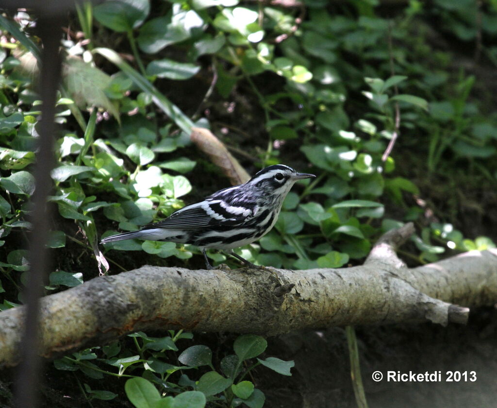 Paruline noir et blanc mâle