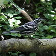 Paruline noir et blanc