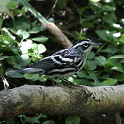 Black-and-white Warbler