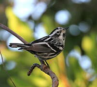 Black-and-white Warbler