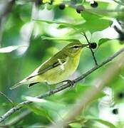 Tennessee Warbler