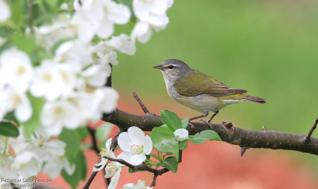 Tennessee Warbler male adult breeding, identification