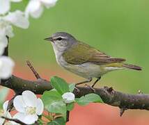 Tennessee Warbler