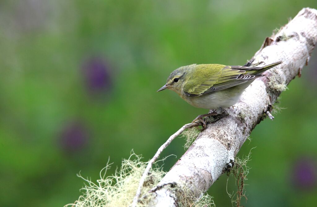 Tennessee Warbler