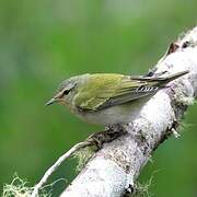 Tennessee Warbler