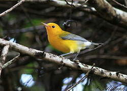 Prothonotary Warbler