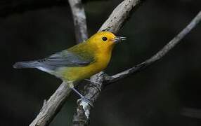 Prothonotary Warbler