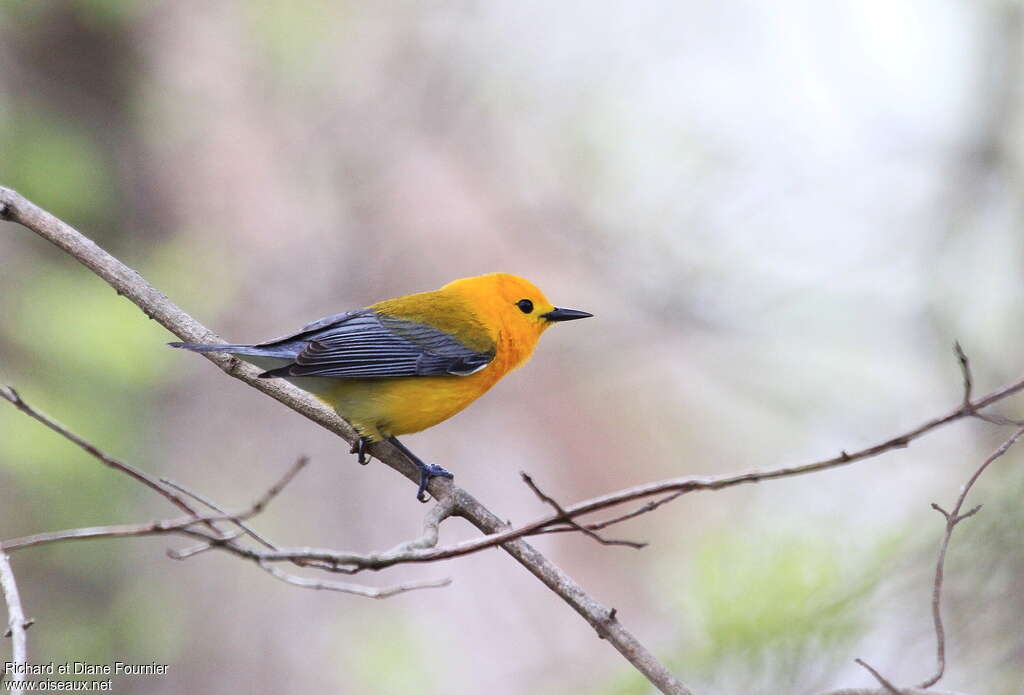 Prothonotary Warbler male adult breeding, identification