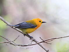 Prothonotary Warbler