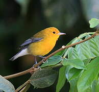 Prothonotary Warbler