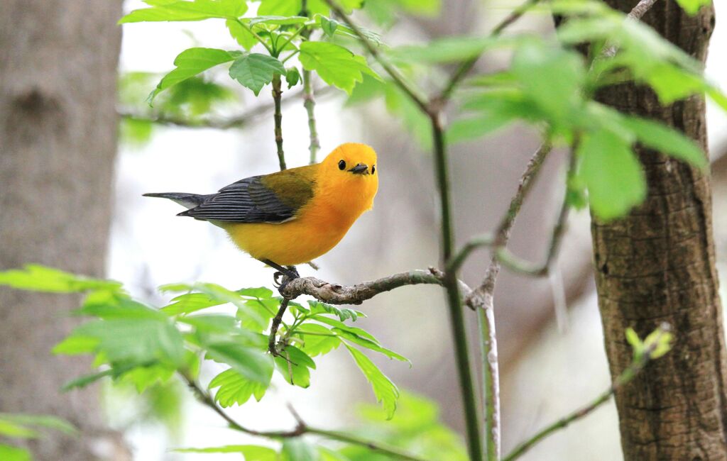 Paruline orangée