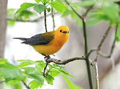 Prothonotary Warbler