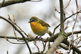 Yellow-breasted Chat