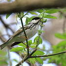 Paruline rayée