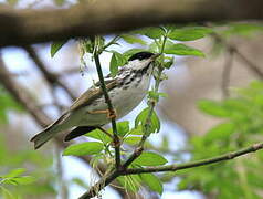 Blackpoll Warbler