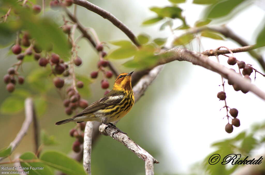 Paruline tigrée mâle adulte, habitat, Comportement