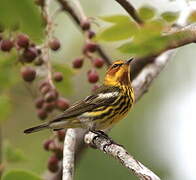 Cape May Warbler