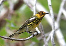 Cape May Warbler