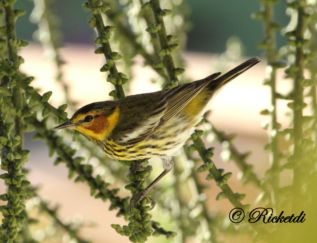 Cape May Warbler