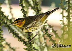 Cape May Warbler