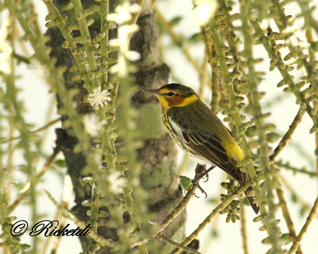 Cape May Warbler