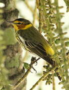 Cape May Warbler