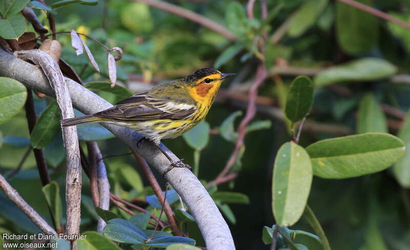Cape May Warbler male adult, Behaviour