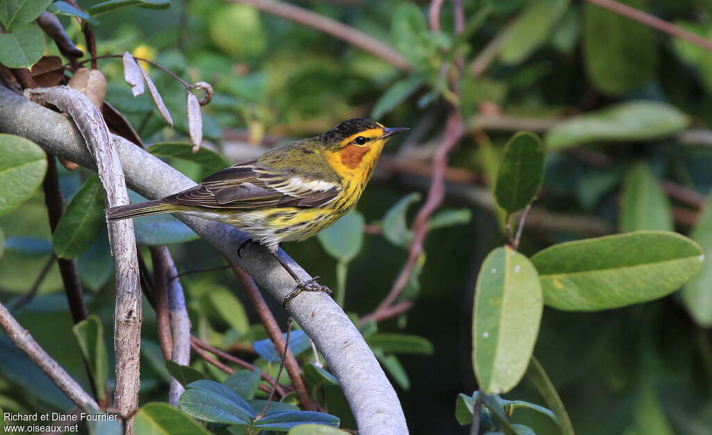 Cape May Warbler male adult, Behaviour