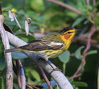 Cape May Warbler