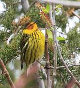 Cape May Warbler