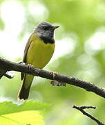 Mourning Warbler