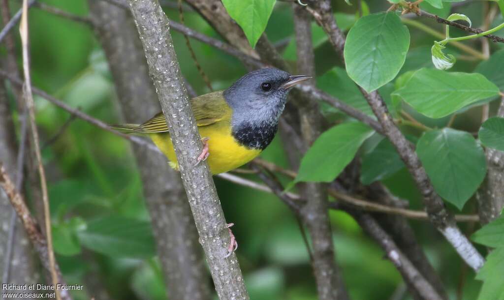 Mourning Warbler male adult, habitat, pigmentation