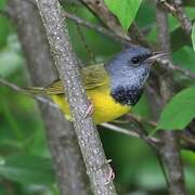 Mourning Warbler