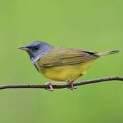 Mourning Warbler