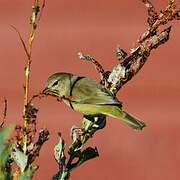 Orange-crowned Warbler