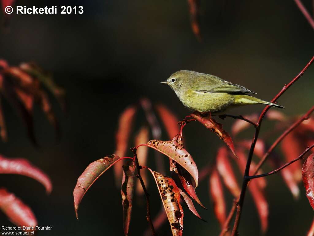 Orange-crowned Warbler, identification