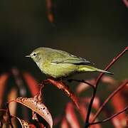 Orange-crowned Warbler