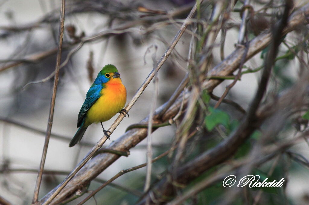 Passerin arc-en-ciel