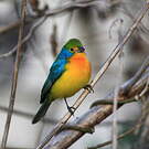 Passerin arc-en-ciel