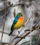 Passerin arc-en-ciel