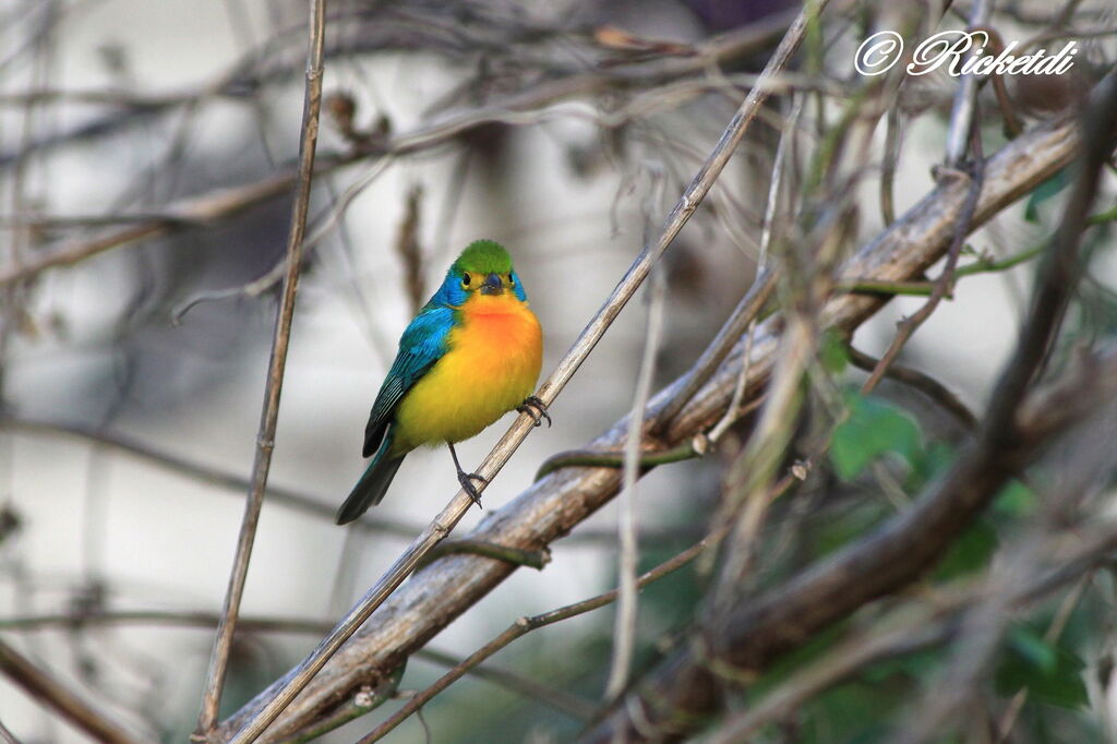 Orange-breasted Bunting