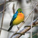 Passerin arc-en-ciel